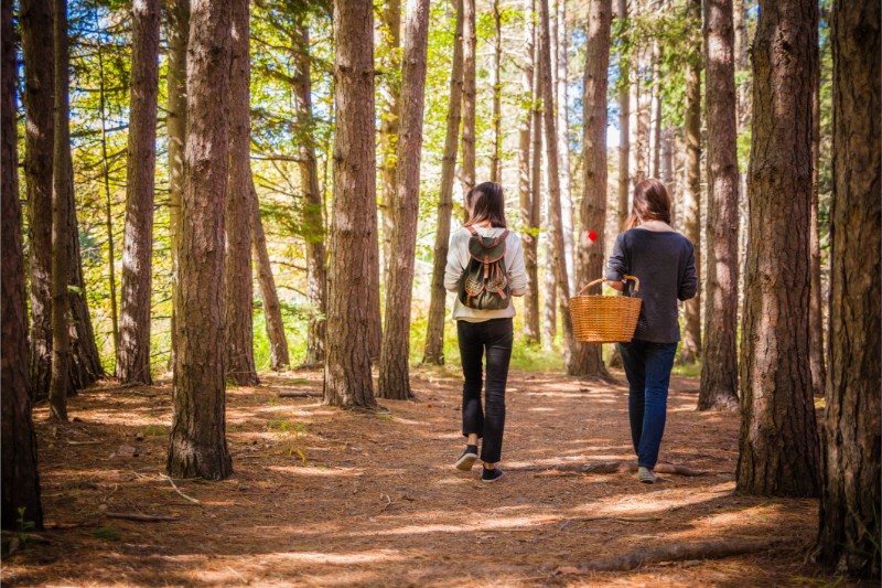 Friends Walking in the Forest